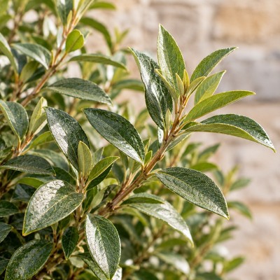 eleagnus
