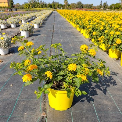Pianta Lantana Sellowiana - Piante tappezzanti