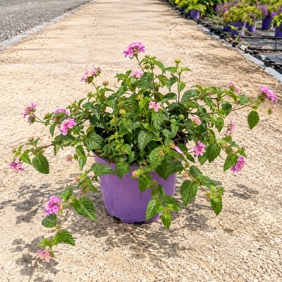 lantana