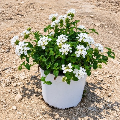lantana sellowiana