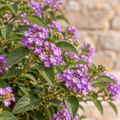 lantana pianta