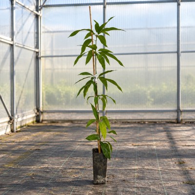 Albero Mango - Alberi da frutto
