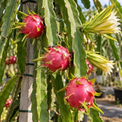 pitahaya