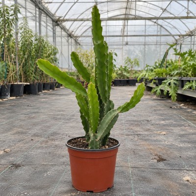 Frutto del Drago