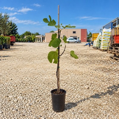 Albero Fico Fiorone Domenico Tauro - Alberi da frutto