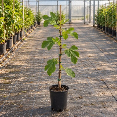 Albero Fico Brogiotto Nero -  Alberi da frutto