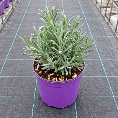 Pianta Lavanda Angustifolia - Piante aromatiche