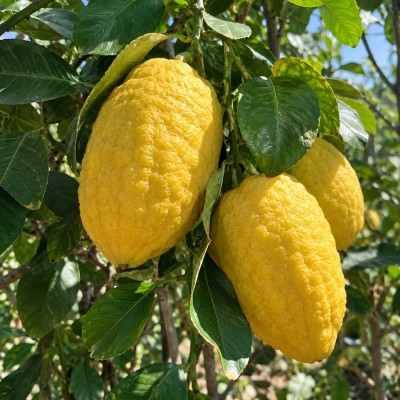 cedro