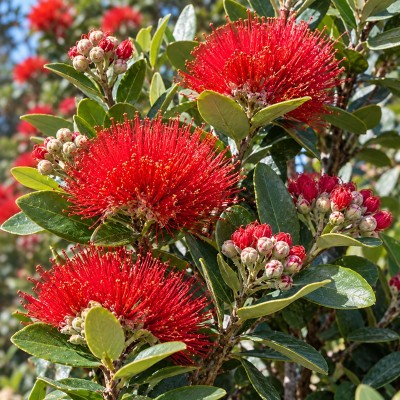 Metrosideros Excelsa