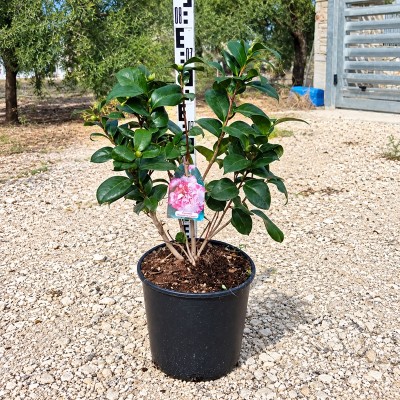 pianta di camelia