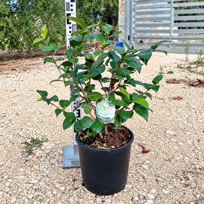 Pianta Camelia Japonica - Cespugli fioriti