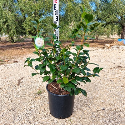 Pianta Camelia Japonica - Cespugli fioriti