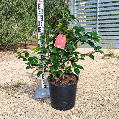Pianta Camelia Japonica - Cespugli fioriti