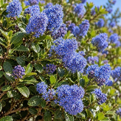 40pz Pianta Ceanothus Thyrsiflours Repens - Cespugli