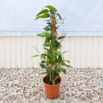 Pianta Hardenbergia - Piante rampicanti