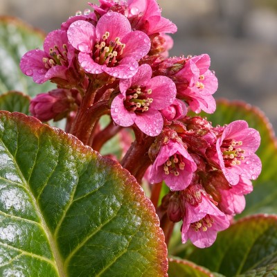 40pz Pianta Bergenia - Tappezzanti