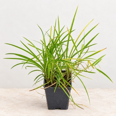 40pz Pianta Convallaria - Tappezzanti