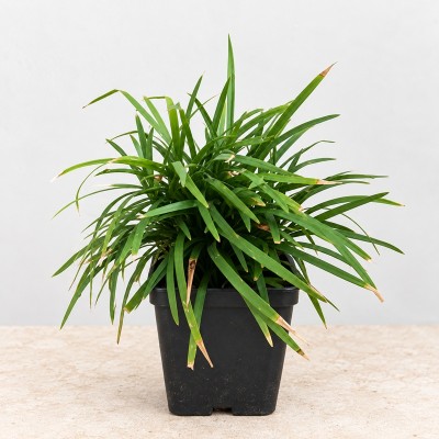 40pz Pianta Convallaria - Tappezzanti