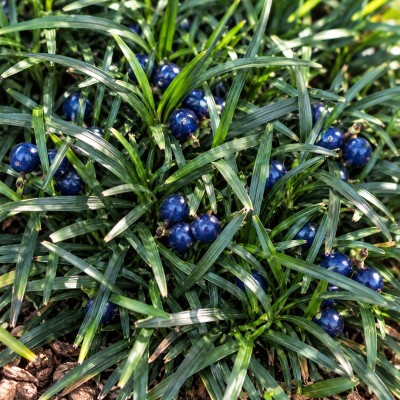 pianta convallaria