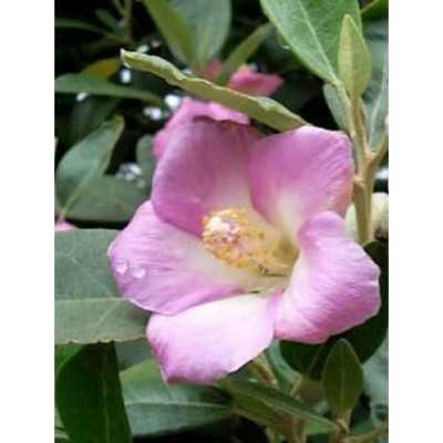 Pianta Lagunaria Patersonii - Astoni Pianta Lagunaria Patersonii - Astoni