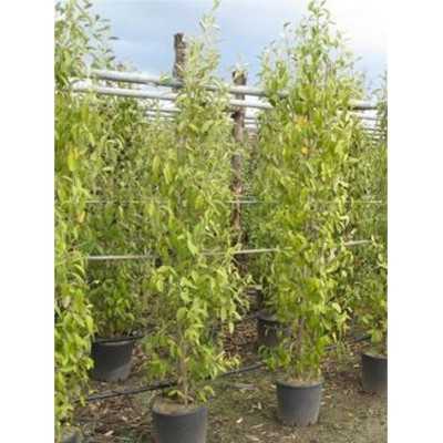 Pianta Lagunaria Patersonii - Astoni Pianta Lagunaria Patersonii - Astoni