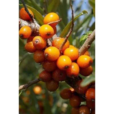 40pz Pianta Hippophae Rhamnoides - Siepi 40pz Pianta Hippophae Rhamnoides - Siepi
