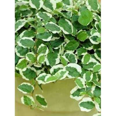 ficus pumila in casa