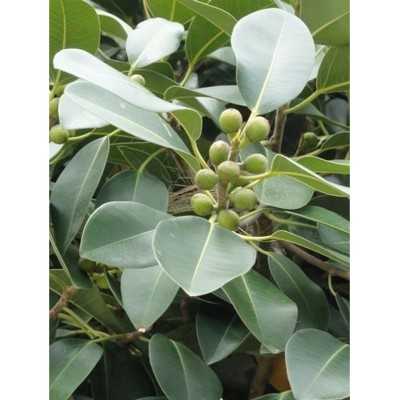 ficus australis prezzi ficus australis prezzi