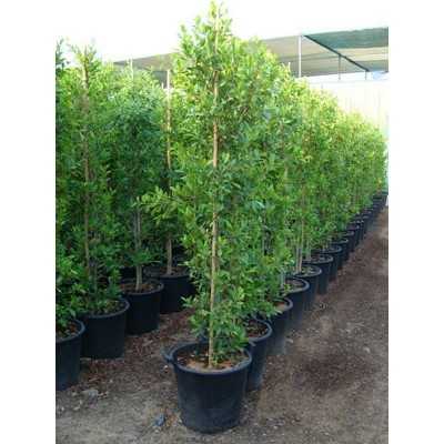 Albero Ficus Nitida - Astoni Albero Ficus Nitida - Astoni