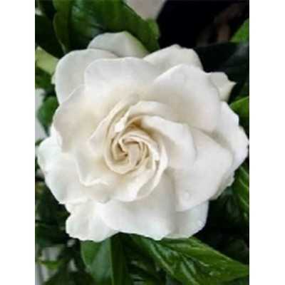 40pz Pianta Gardenia - Cespugli 40pz Pianta Gardenia - Cespugli