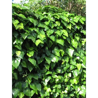 40pz Pianta Ampelopsis Quinquefolia - Rampicanti 40pz Pianta Ampelopsis Quinquefolia - Rampicanti