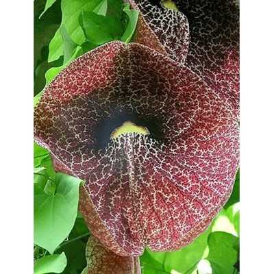 40pz Pianta Aristolochia Gigantea - Rampicanti