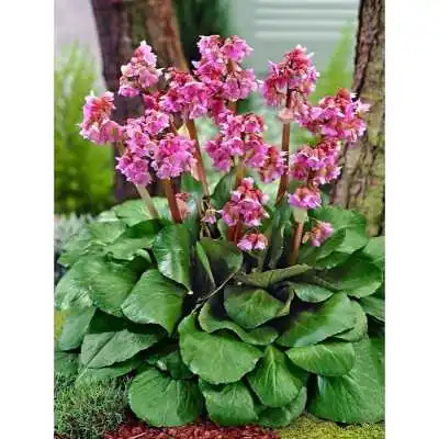 40pz Pianta Bergenia - Tappezzanti