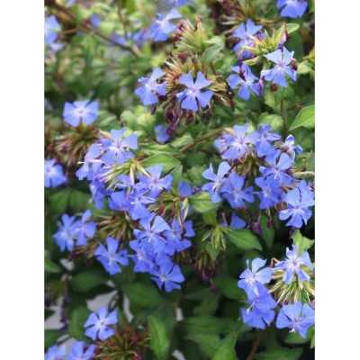 40pz Pianta Ceratostigma Plumbaginoides - Tappezzanti