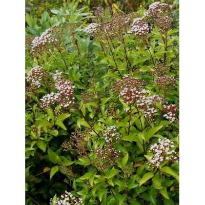 40pz Pianta Eupatorium - Cespugli