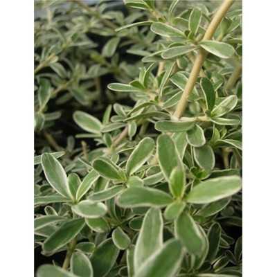 40pz Pianta Coprosma Kirki - Cespugli 40pz Pianta Coprosma Kirki - Cespugli