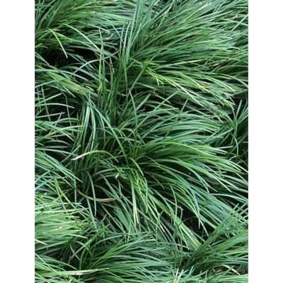 40pz Pianta Convallaria - Tappezzanti 40pz Pianta Convallaria - Tappezzanti