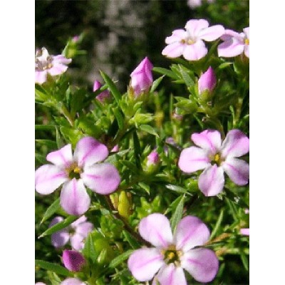 40pz Pianta Coleonema - Cespugli 40pz Pianta Coleonema - Cespugli