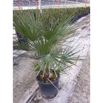 Pianta Chamaerops - Palmizi Pianta Chamaerops - Palmizi