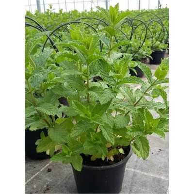 Pianta Menta Marocchana - Piante aromatiche Pianta Menta Marocchana - Piante aromatiche