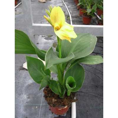 Pianta Canna Indica - Piante fiorite