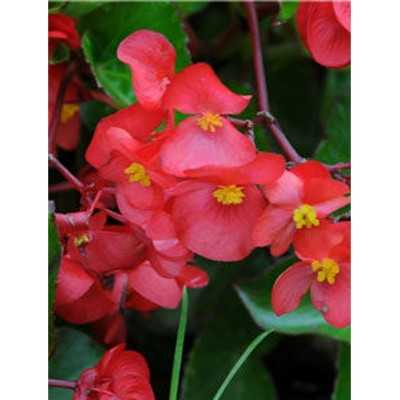 Bulbi Pianta Begonia - Bulbi