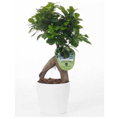 ficus ginseng ficus ginseng