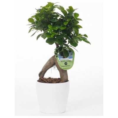 Bonsai Ficus Ginseng - Piante da interno