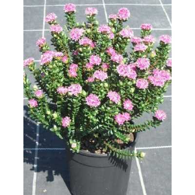 40pz Pianta Pimelea - Cespugli 40pz Pianta Pimelea - Cespugli