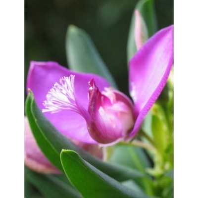 Pianta Polygala Disponibile...