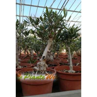 bonsai olivo