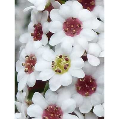 40pz Pianta Thryptomene - Cespugli 40pz Pianta Thryptomene - Cespugli