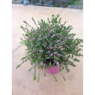 40pz Pianta Thryptomene - Cespugli