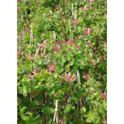 40pz Pianta Lonicera Nitida - Siepi 40pz Pianta Lonicera Nitida - Siepi